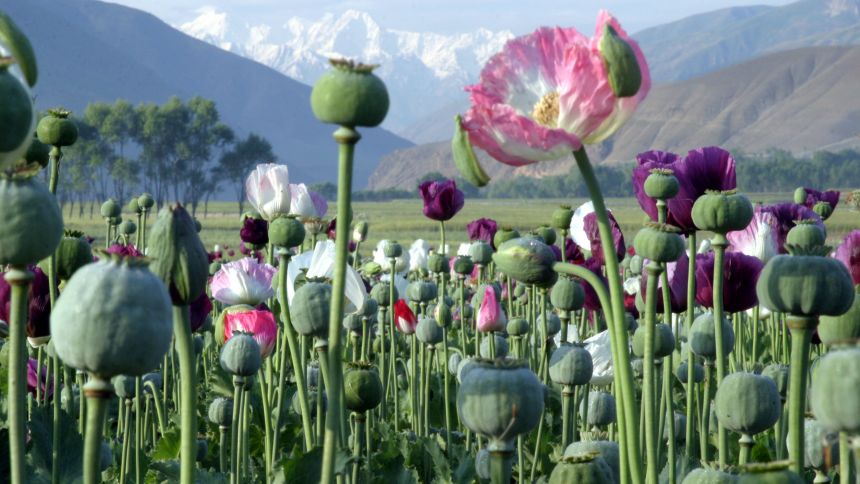 Champ de pavot en Afghanistan. Photo: Ash Sweeting Champ de pavot en Afghanistan. Photo: Ash Sweeting