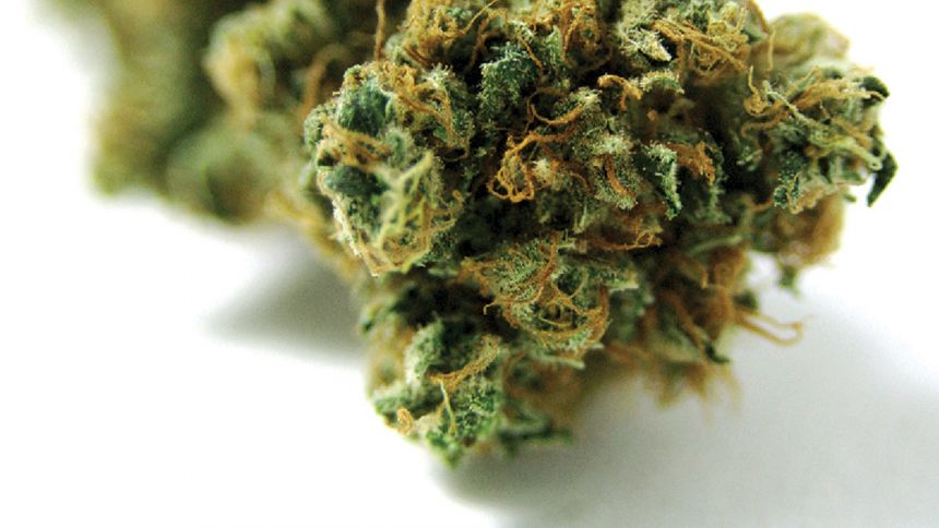 À propos du Bloc Pot À propos du Bloc Pot