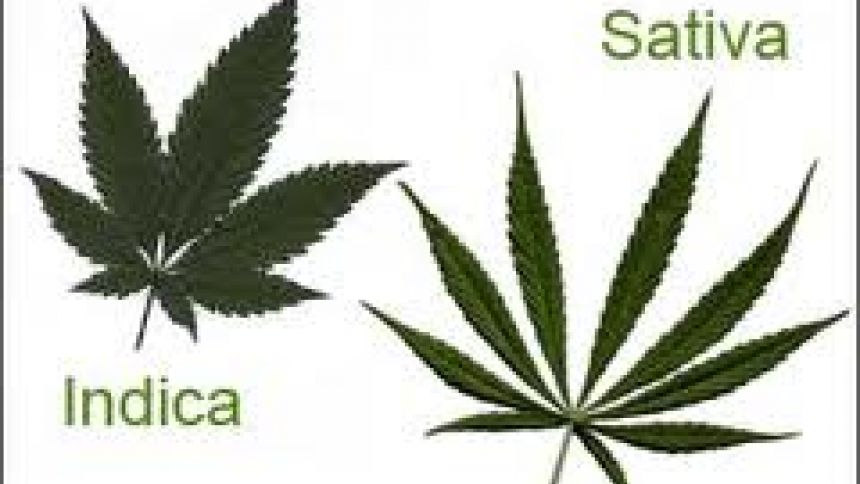 Indica , sativa et hybride Indica , sativa et hybride