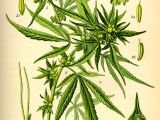 Illustration du Cannabis sativa publiée dans Otto Wilhelm Thomé en 1885