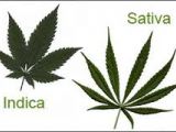 Indica , sativa et hybride