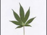 Jamais sans mon pot Vol. 1, Artistes variés